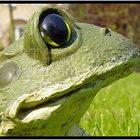 Der Frosch in unserem Garten