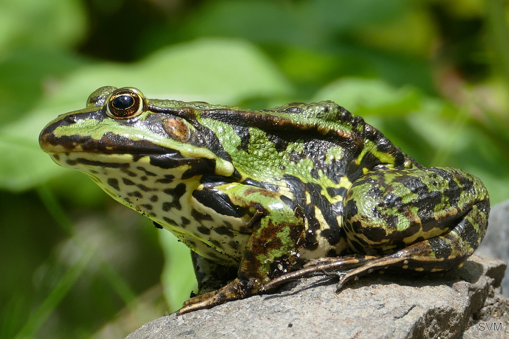 Der Frosch in unserem Gartenteich Foto & Bild tiere, wildlife