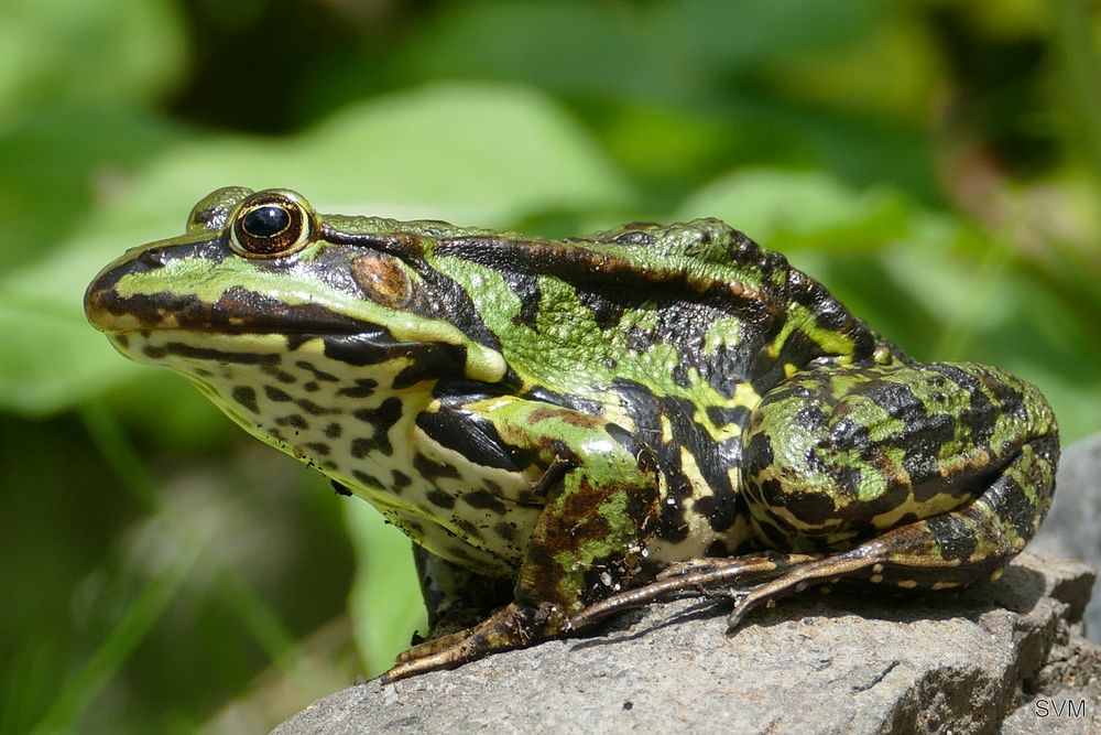 Der Frosch in unserem Gartenteich Foto & Bild tiere, wildlife
