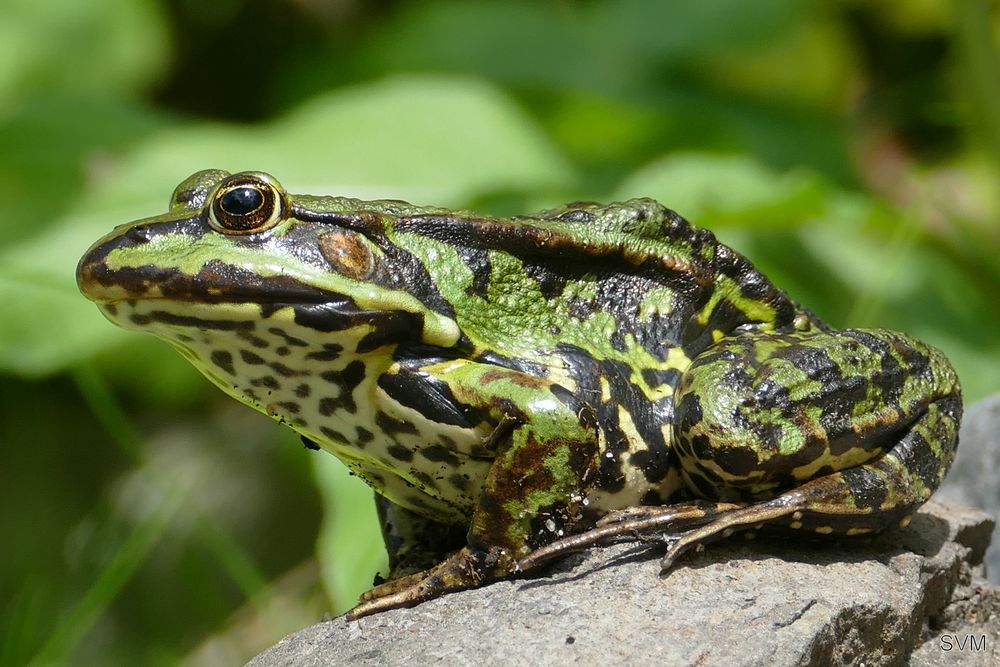 Der Frosch in unserem Gartenteich Foto &amp; Bild | tiere, wildlife ...