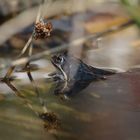 Der Frosch in unserem Teich