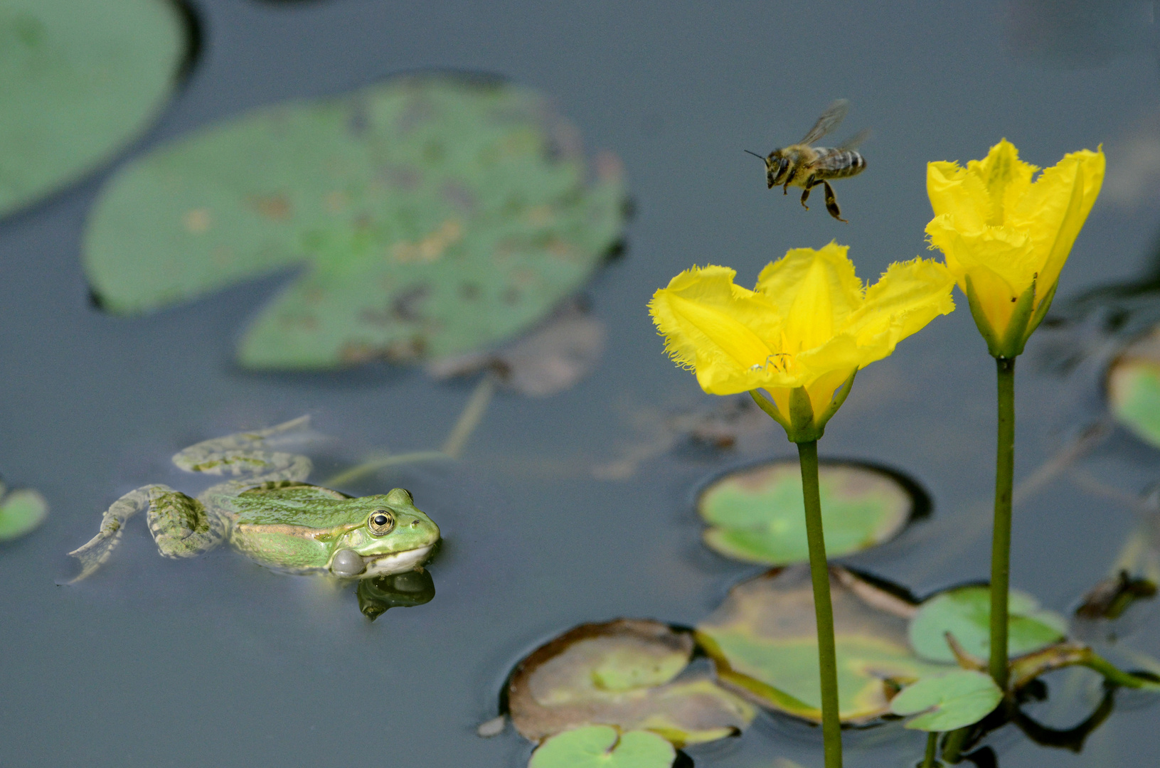 Der Frosch Karl und die Biene Maja 