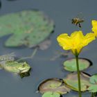 Der Frosch Karl und die Biene Maja 