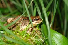 Der Frosch kurz vorm abtauchen !