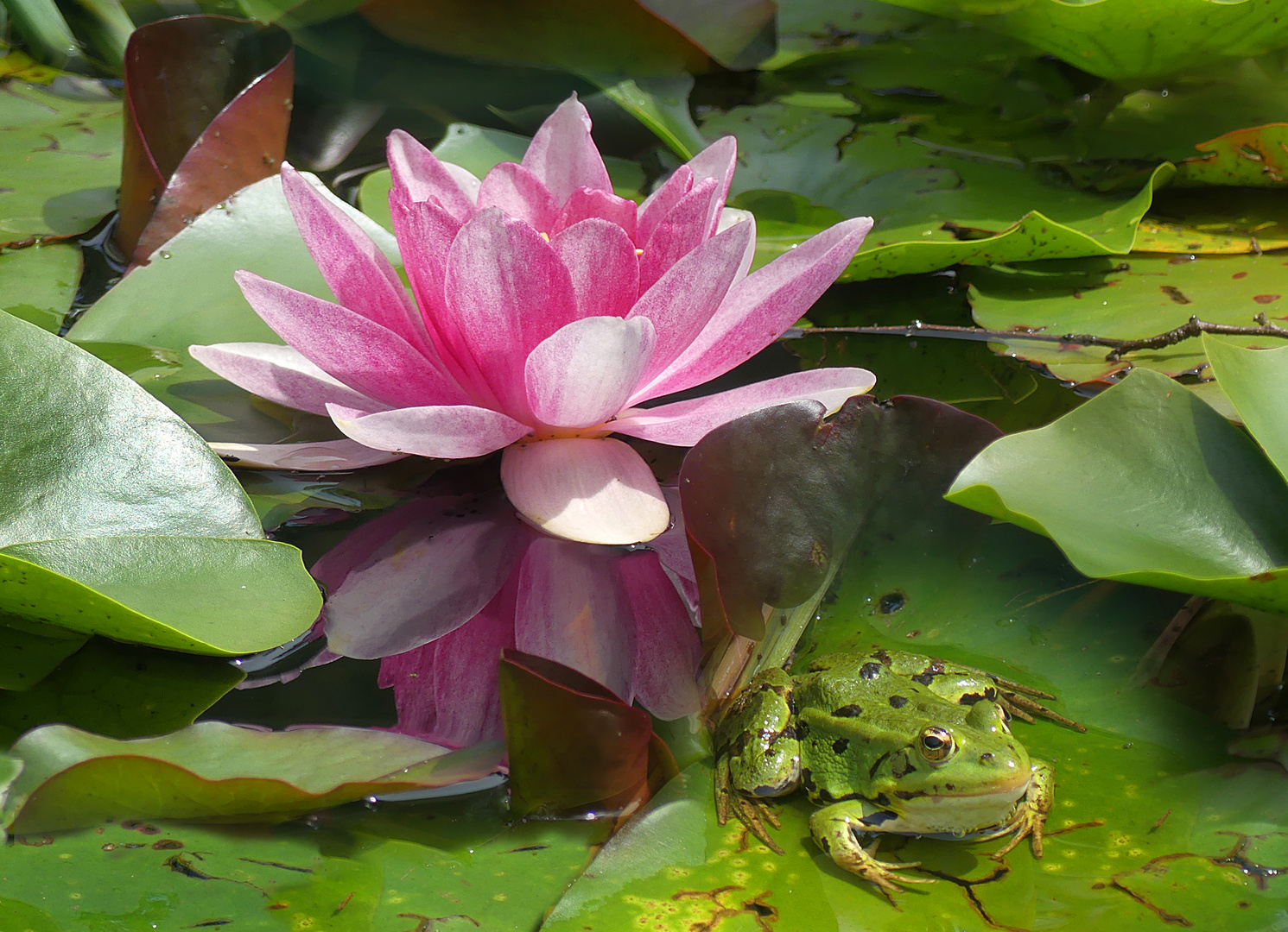 Der Frosch mit seiner Seerose