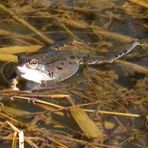 Der Frosch nutzt die warmen Tage um sein Laich zu verteilen.(siehe Foto unten )