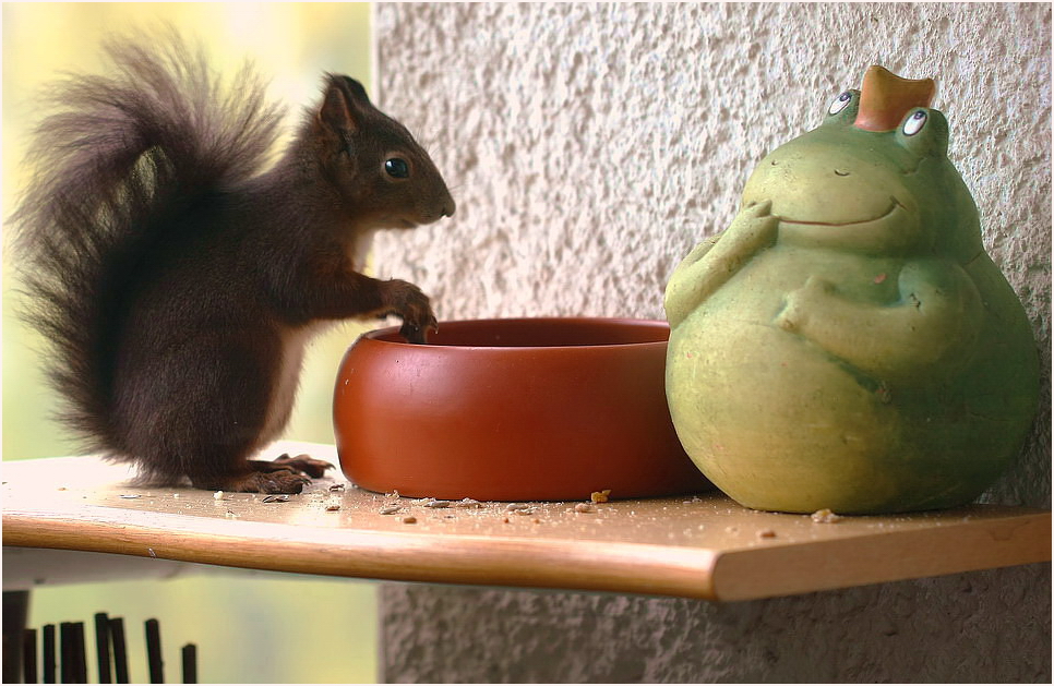 Der Frosch und das Eichhörnchen*