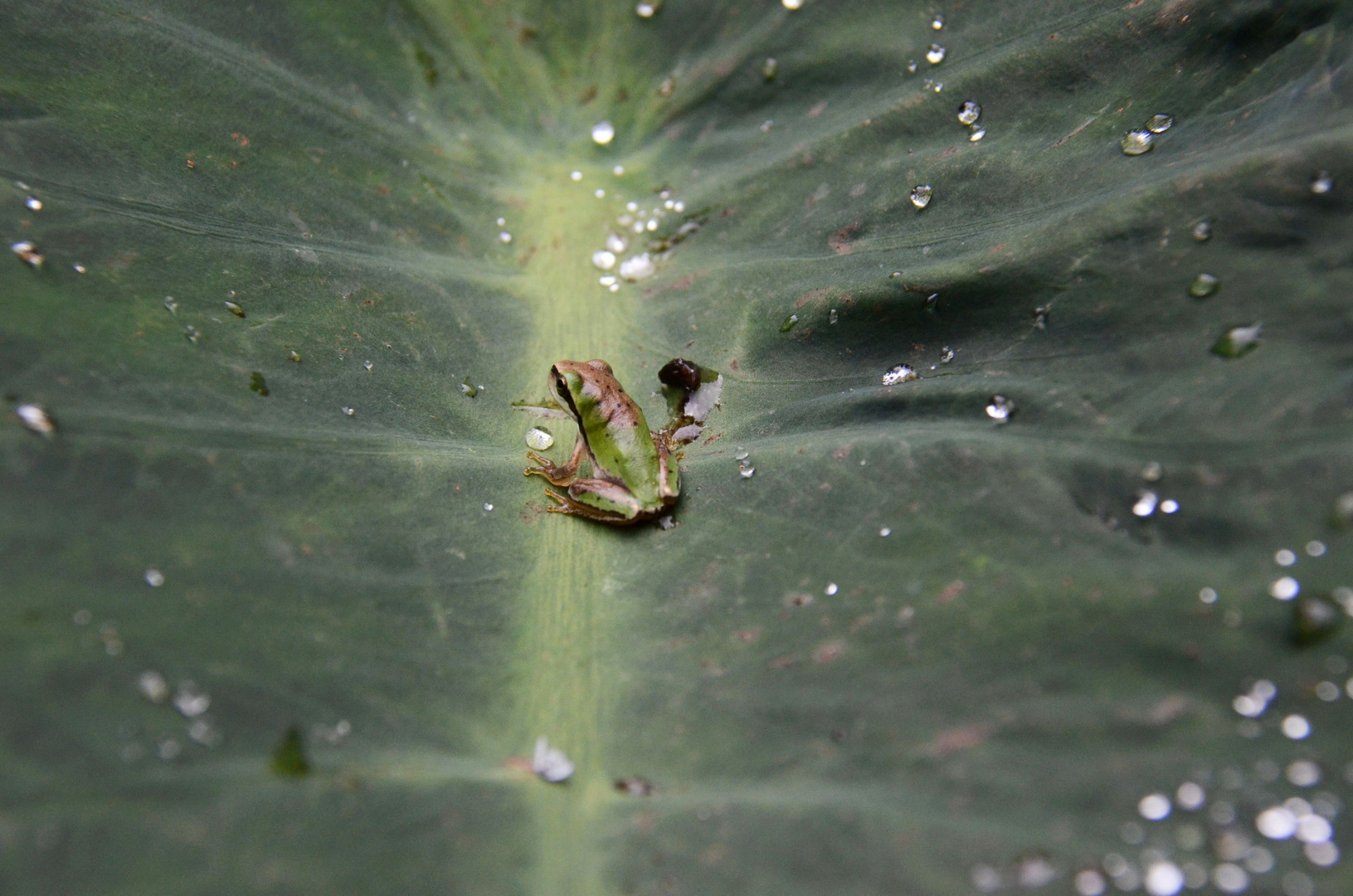 Der Frosch und der "Lotus-Effekt" I