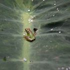 Der Frosch und der "Lotus-Effekt" I