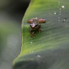 Der Frosch und der "Lotus-Effekt" II