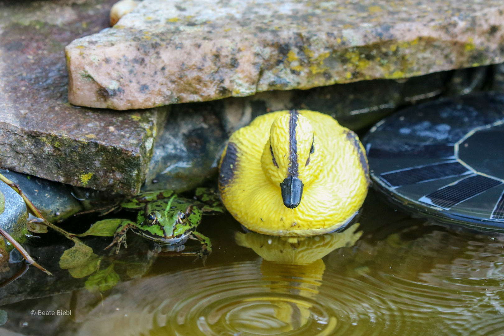 Der Frosch und die Gummiente