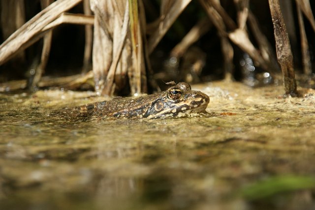 Der Frosch und die Mücke....