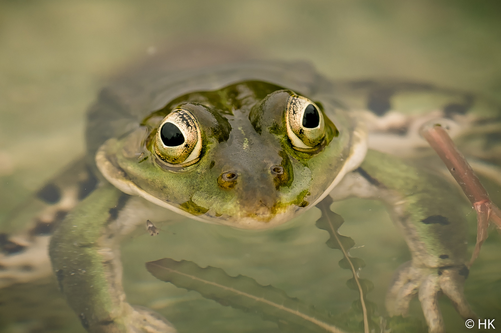 Der Frosch und die Mücke