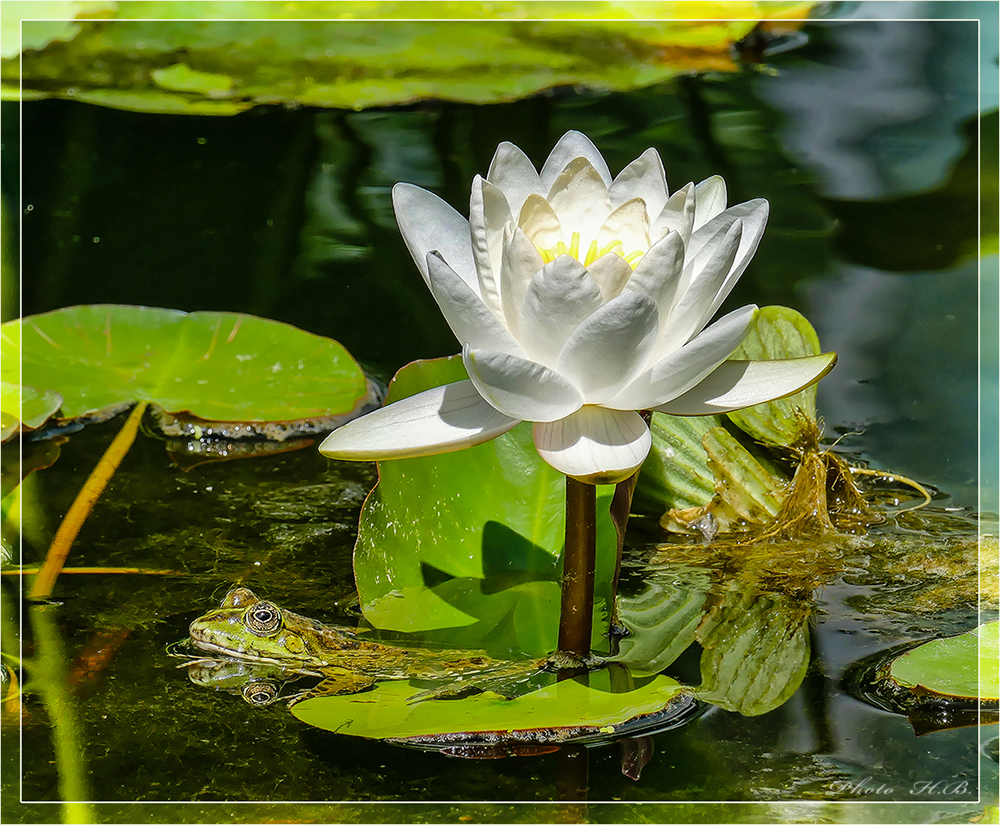 Der Frosch und die Seerose