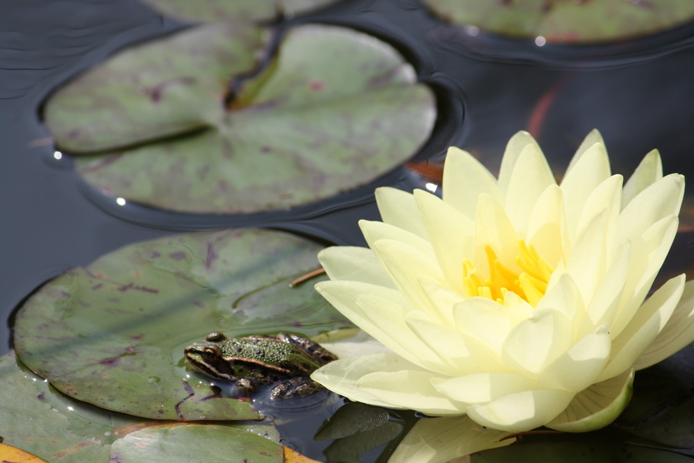 Der Frosch und die Seerose