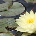 Der Frosch und die Seerose