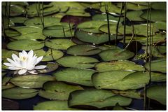 Der Frosch und die Seerose