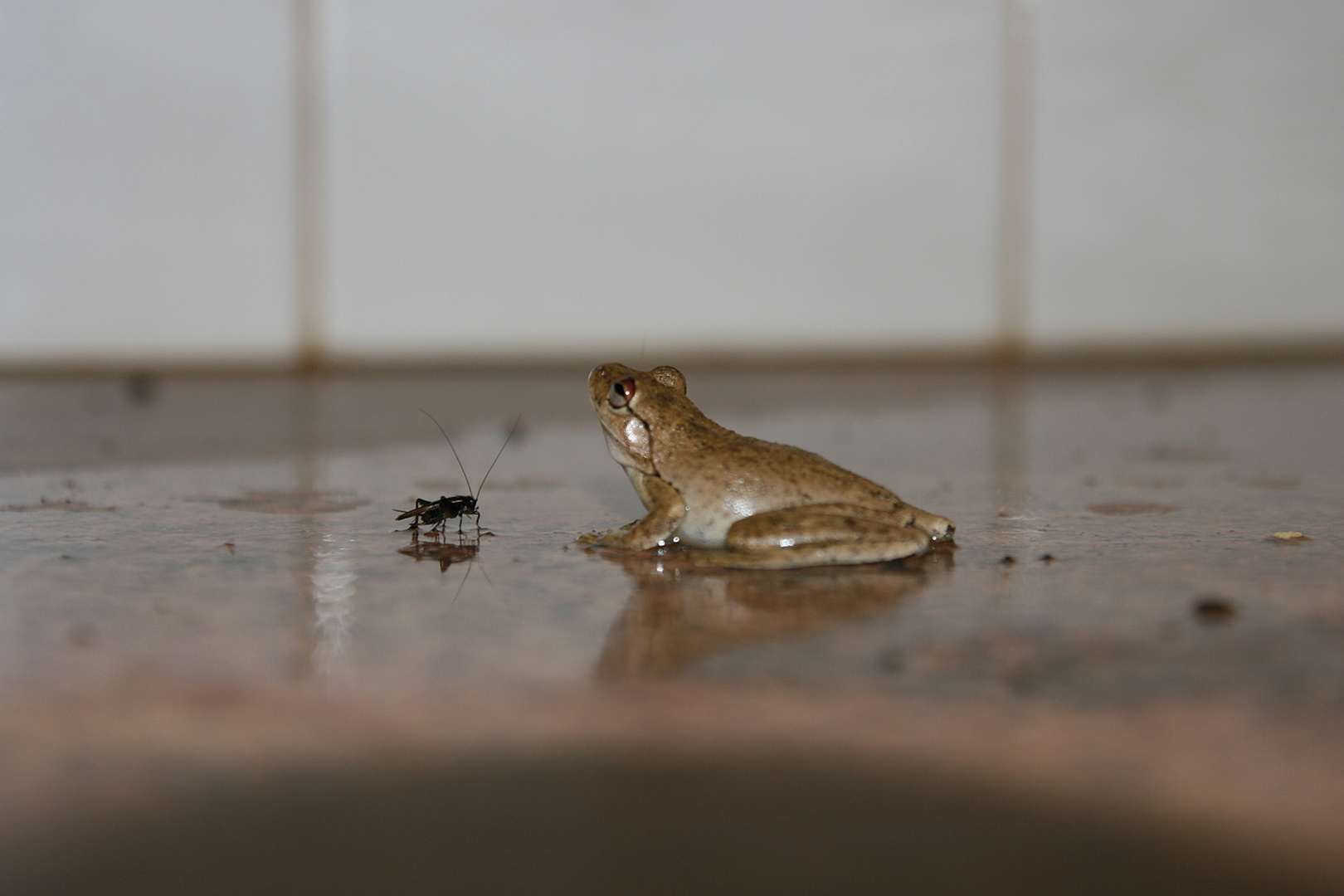 Der Frosch und sein Opfer