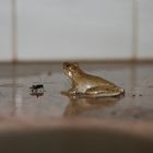 Der Frosch und sein Opfer