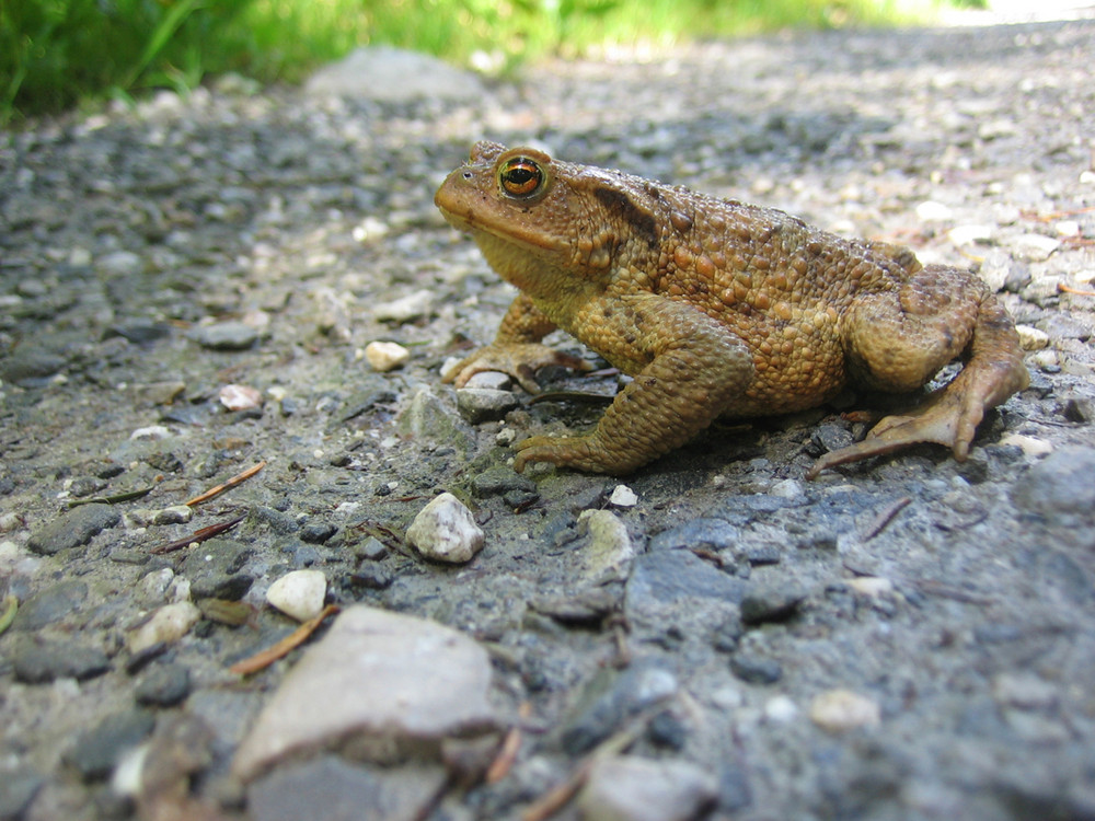 Der Frosch vom Eibsee 2009