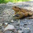 Der Frosch vom Eibsee 2009