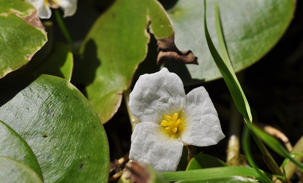 Der Froschbiss (Hydrocharis morsus-ranae)