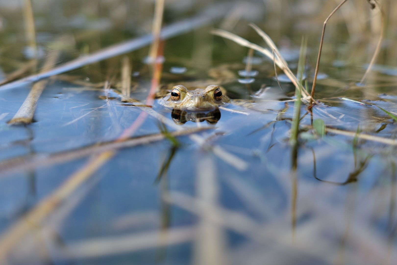 Der Froschblick.