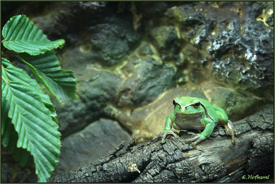 ...Der Froschkönig...