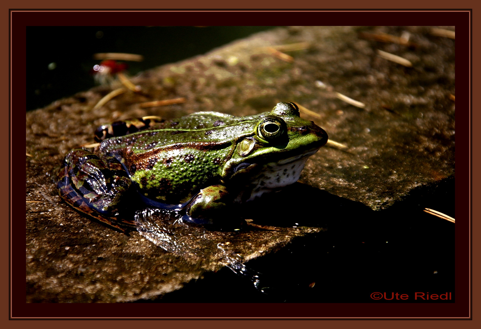 Der Froschkönig.........