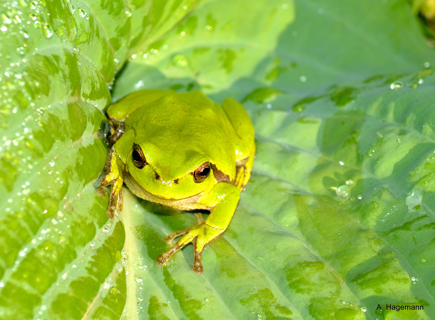 Der Froschkönig