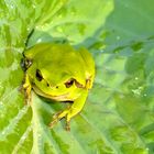 Der Froschkönig