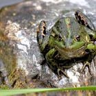 Der Froschkönig