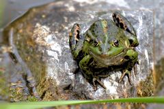 Der Froschkönig