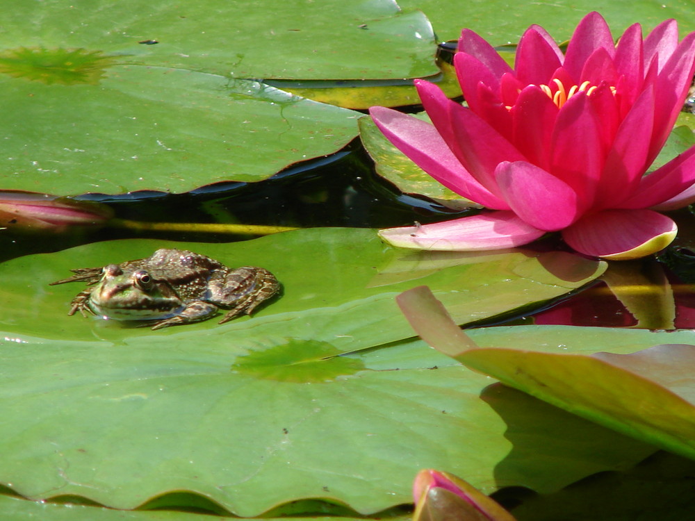 Der Froschkönig