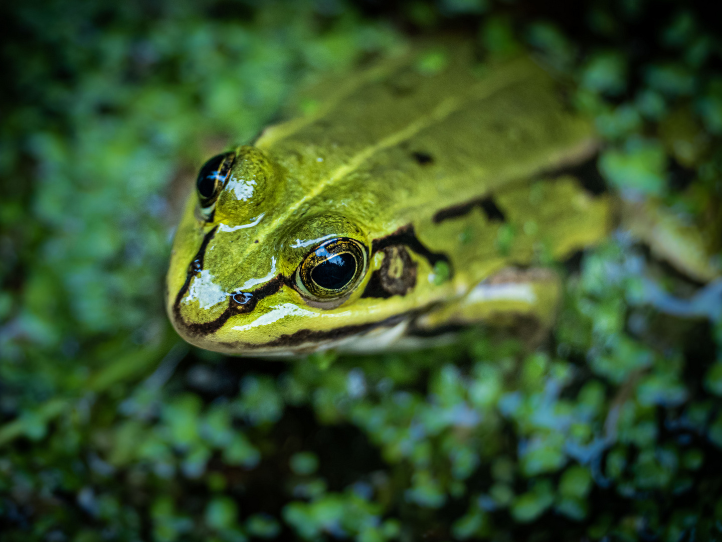 Der Froschkönig