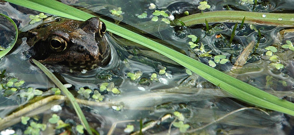 Der Froschkönig?!