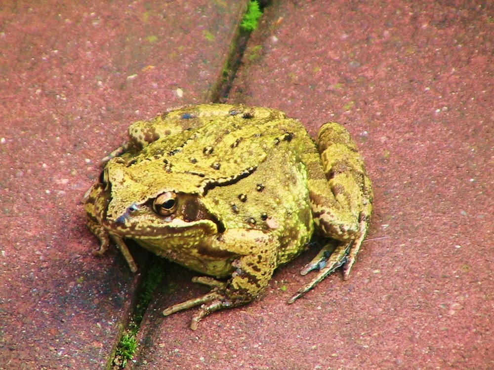 der Froschkönig