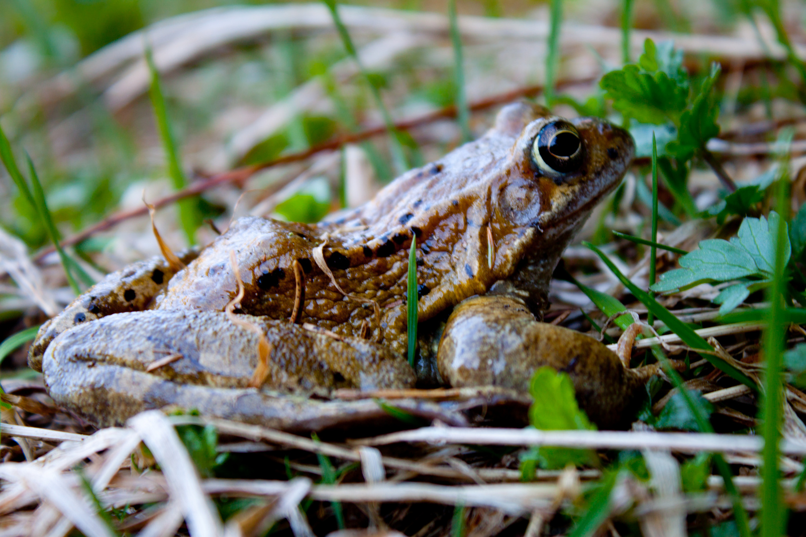 Der "Froschkönig"