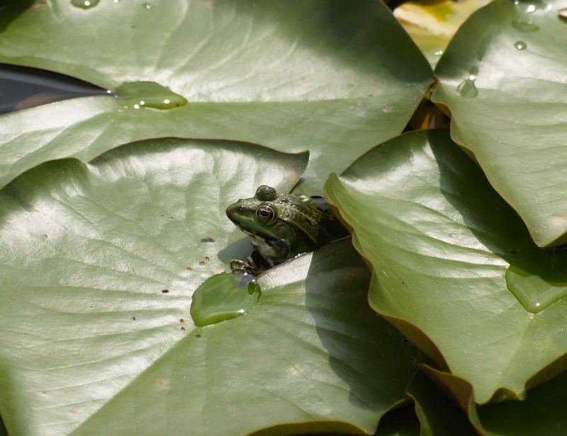 Der Froschkönig