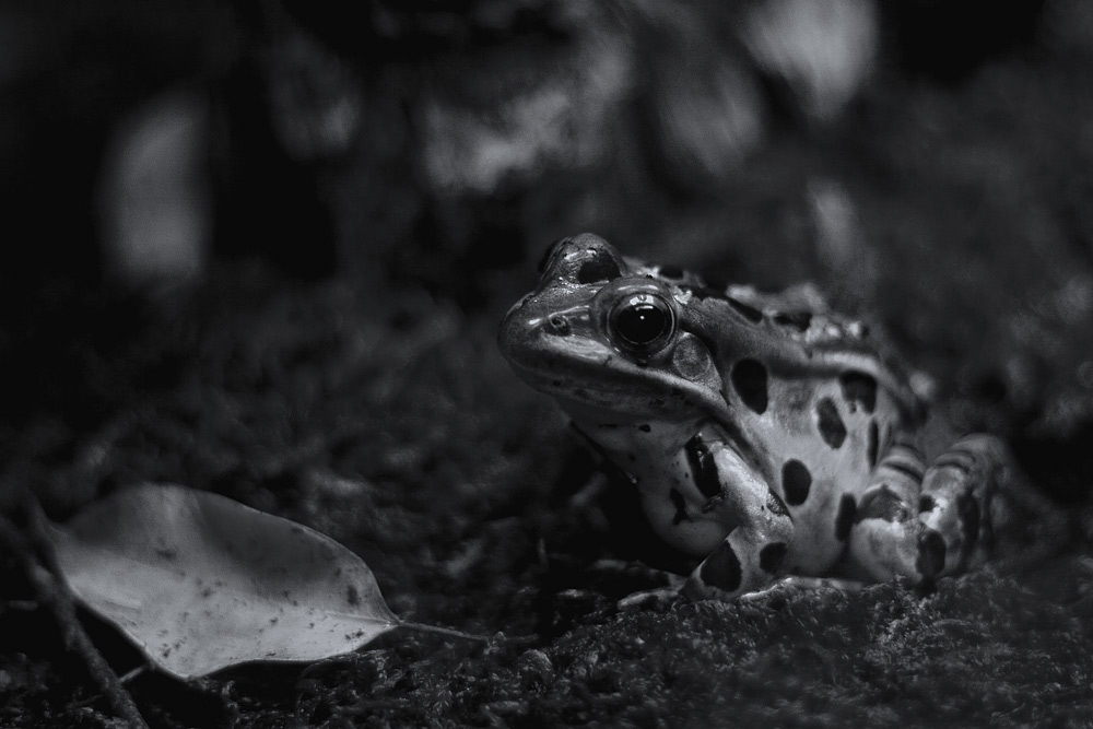 Der Froschkönig.....