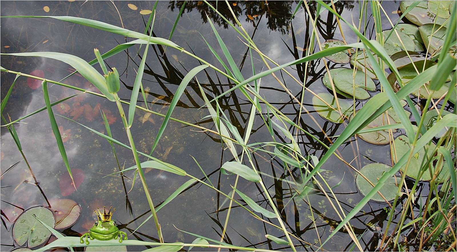 der Froschkönig Foto & Bild schilf, teich, märchen Bilder auf