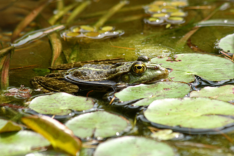 Der Froschkönig