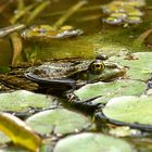 Der Froschkönig