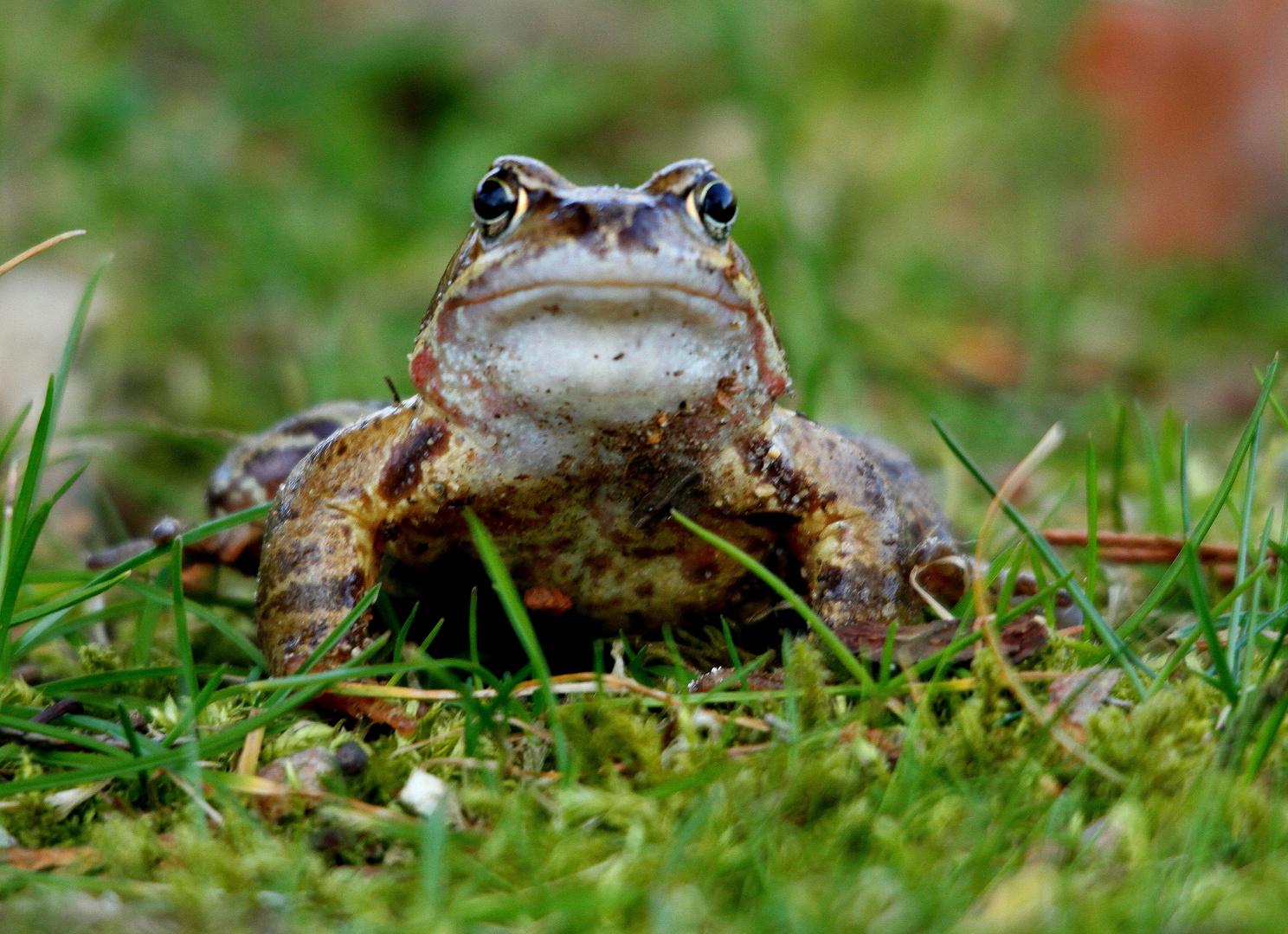 Der Froschkönig