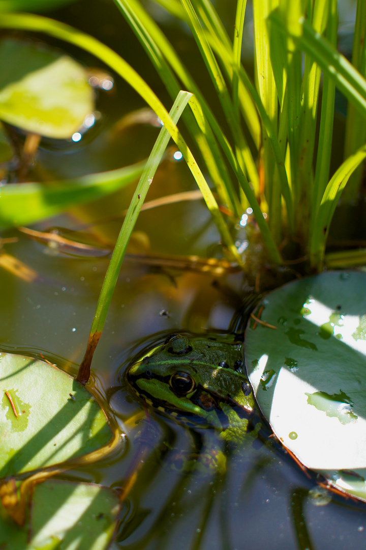 Der Froschkönig