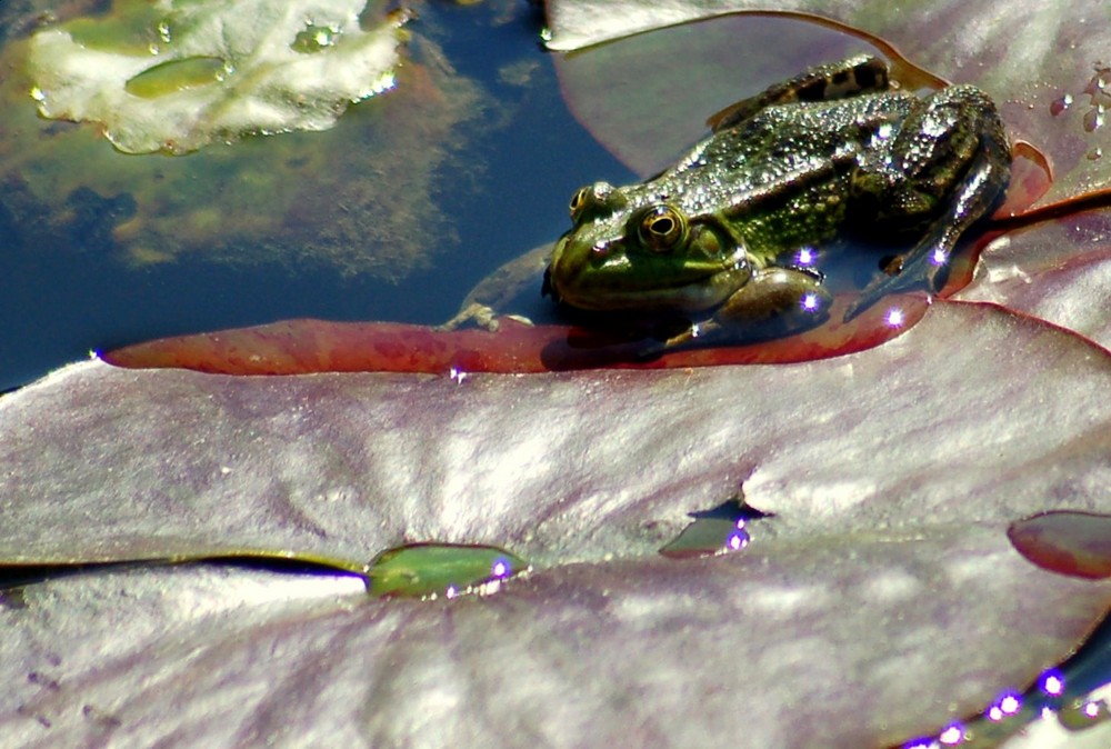 Der Froschkönig