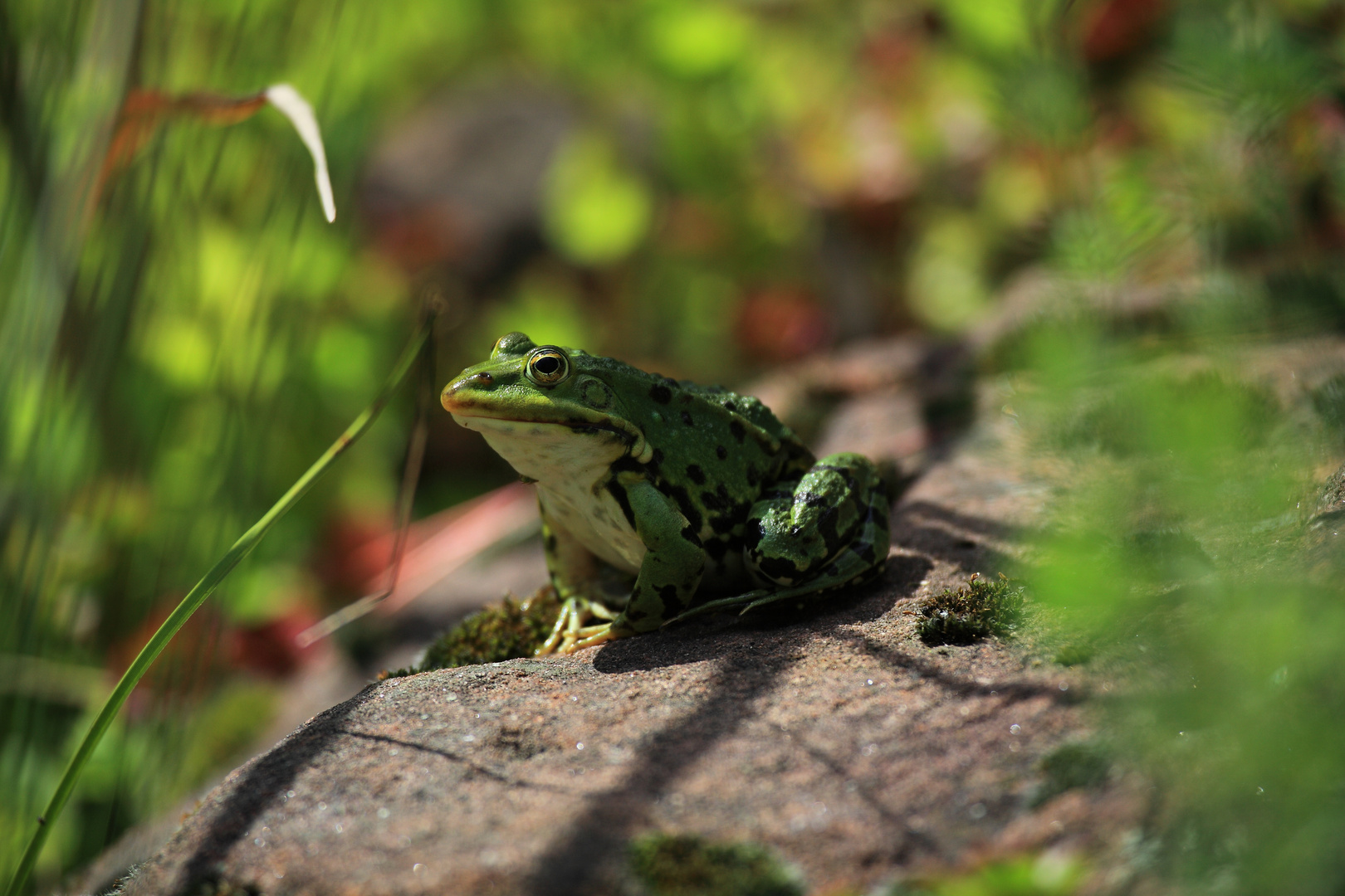 Der Froschkönig