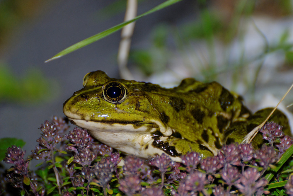 Der Froschkönig