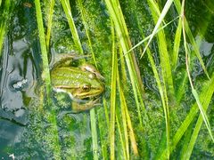 " DER FROSCHKÖNIG "