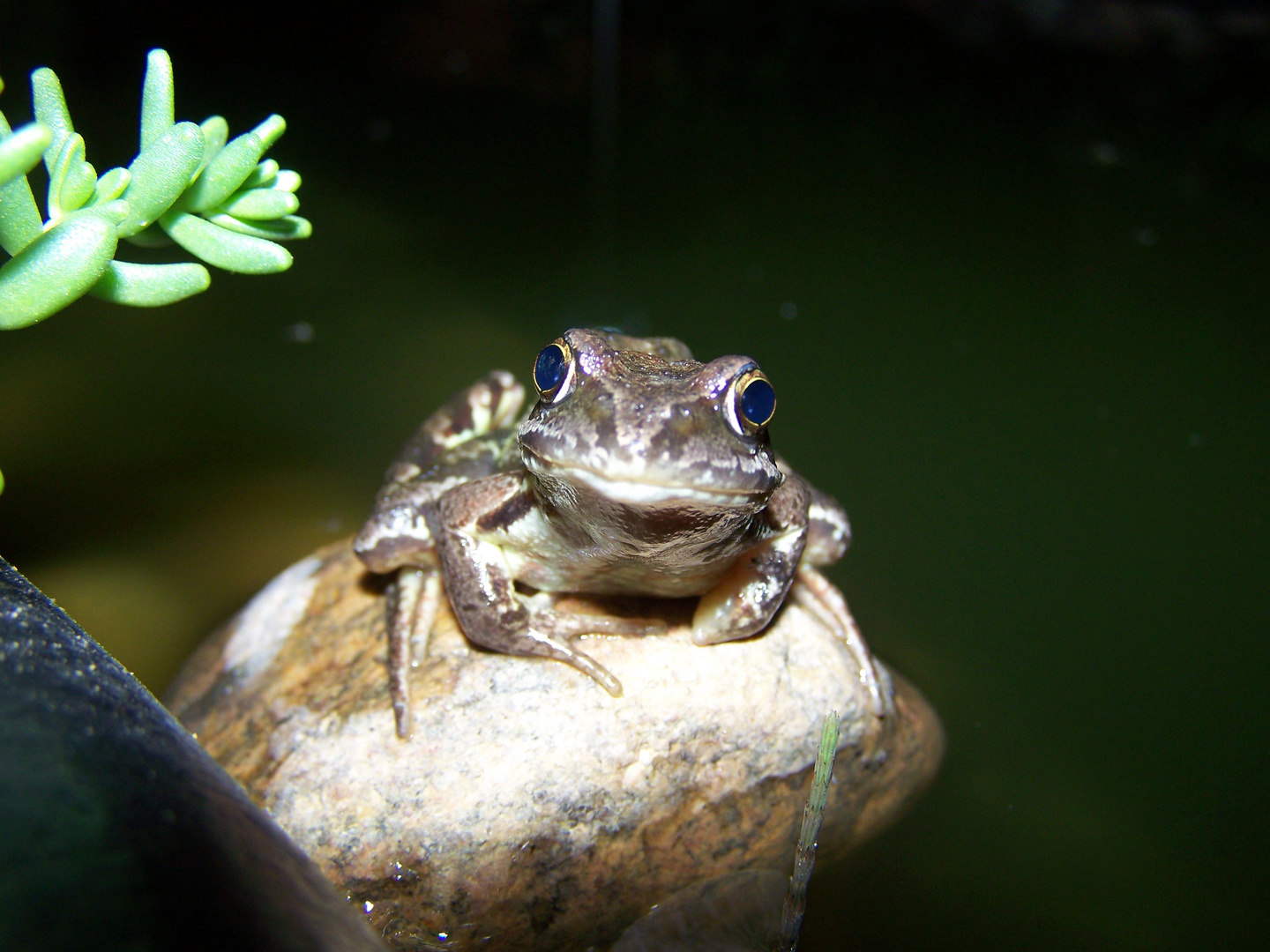 Der Froschkönig